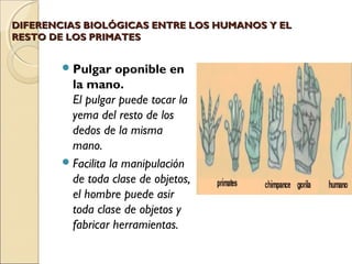 DIFERENCIAS BIOLÓGICAS ENTRE LOS HUMANOS Y ELDIFERENCIAS BIOLÓGICAS ENTRE LOS HUMANOS Y EL
RESTO DE LOS PRIMATESRESTO DE LOS PRIMATES
Pulgar oponible en
la mano.
El pulgar puede tocar la
yema del resto de los
dedos de la misma
mano.
Facilita la manipulación
de toda clase de objetos,
el hombre puede asir
toda clase de objetos y
fabricar herramientas.
 