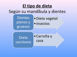 El tipo de dieta
Según su mandíbula y dientes
 