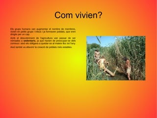 Com vivien?
Els grups humans van augmentar el nombre de membres,
vivien en petits grups i tribus i ja formaven poblats, que eren
dirigits per un cap.
Amb el descobriment de l'agricultura van passar de ser
nòmades a sedentaris, ja que havien de preocupar-se dels
conreus i això els obligava a quedar-se al mateix lloc tot l'any.
Això també va afavorir la creació de poblats més estables.
 