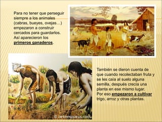 Para no tener que perseguir
siempre a los animales
(cabras, bueyes, ovejas…)
empezaron a construir
cercados para guardarlos.
Así aparecieron los
primeros ganaderos.
También se dieron cuenta de
que cuando recolectaban fruta y
se les caía al suelo alguna
semilla, después crecía una
planta en ese mismo lugar.
Por eso empezaron a cultivar
trigo, arroz y otras plantas.
 