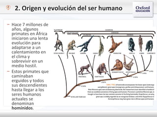 2. Origen y evolución del ser humano
– Hace 7 millones de
años, algunos
primates en África
iniciaron una lenta
evolución para
adaptarse a un
calentamiento en
el clima y
sobrevivir en un
medio hostil.
– Estos primates que
caminaban
erguidos y todos
sus descendientes
hasta llegar a los
seres humanos
actuales se
denominan
homínidos.
 