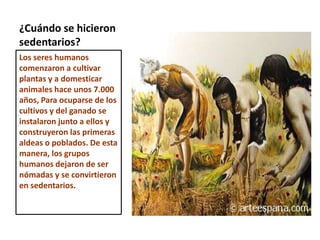 ¿Cuándo se hicieron sedentarios?Los seres humanos comenzaron a cultivar plantas y a domesticar animales hace unos 7.000 años, Para ocuparse de los cultivos y del ganado se instalaron junto a ellos y construyeron las primeras aldeas o poblados. De esta manera, los grupos humanos dejaron de ser nómadas y se convirtieron en sedentarios.