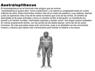 Australopithecus
El Australopithecus es el homínido más antiguo que se conoce.
Australopithecus quiere decir "simio sudafricano" y se estima su antigüedad hasta en cuatro
millones de años. Estos homínidos medían más de un metro de estatura y sus caderas, piernas
y pies se aparecían más a los de los seres humanos que a los de los simios. El cerebro se
asemejaba al de estos animales y tenía un tamaño similar al del gorila. La mandíbula era
grande y el mentón hundido. Caminaban erguidos y podían correr. Sus largos brazos acababan
en manos propiamente dichas, con las yemas de los dedos planas, como las de los seres
humanos. Se cree que estos seres eran carnívoros, pues a su alrededor se han encontrado
huesos y cráneos que habían sido machacados para extraer el tuétano y los sesos.
 