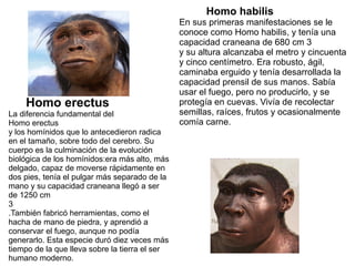 Homo habilis
En sus primeras manifestaciones se le
conoce como Homo habilis, y tenía una
capacidad craneana de 680 cm 3
y su altura alcanzaba el metro y cincuenta
y cinco centímetro. Era robusto, ágil,
caminaba erguido y tenía desarrollada la
capacidad prensil de sus manos. Sabía
usar el fuego, pero no producirlo, y se
protegía en cuevas. Vivía de recolectar
semillas, raíces, frutos y ocasionalmente
comía carne.
Homo erectus
La diferencia fundamental del
Homo erectus
y los homínidos que lo antecedieron radica
en el tamaño, sobre todo del cerebro. Su
cuerpo es la culminación de la evolución
biológica de los homínidos:era más alto, más
delgado, capaz de moverse rápidamente en
dos pies, tenía el pulgar más separado de la
mano y su capacidad craneana llegó a ser
de 1250 cm
3
.También fabricó herramientas, como el
hacha de mano de piedra, y aprendió a
conservar el fuego, aunque no podía
generarlo. Esta especie duró diez veces más
tiempo de la que lleva sobre la tierra el ser
humano moderno.
 