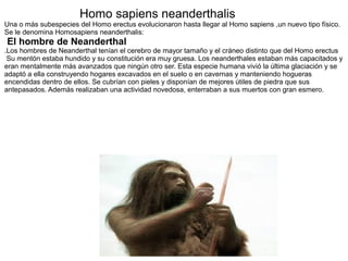 Homo sapiens neanderthalis
Una o más subespecies del Homo erectus evolucionaron hasta llegar al Homo sapiens ,un nuevo tipo físico.
Se le denomina Homosapiens neanderthalis:
El hombre de Neanderthal
.Los hombres de Neanderthal tenían el cerebro de mayor tamaño y el cráneo distinto que del Homo erectus
Su mentón estaba hundido y su constitución era muy gruesa. Los neanderthales estaban más capacitados y
eran mentalmente más avanzados que ningún otro ser. Esta especie humana vivió la última glaciación y se
adaptó a ella construyendo hogares excavados en el suelo o en cavernas y manteniendo hogueras
encendidas dentro de ellos. Se cubrían con pieles y disponían de mejores útiles de piedra que sus
antepasados. Además realizaban una actividad novedosa, enterraban a sus muertos con gran esmero.
 
