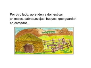 Por otro lado, aprenden a domesticar
animales, cabras,ovejas, bueyes, que guardan
en cercados.
 