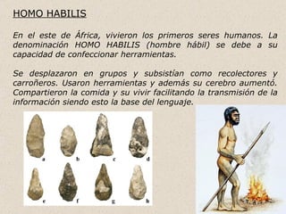 HOMO HABILIS

En el este de África, vivieron los primeros seres humanos. La
denominación HOMO HABILIS (hombre hábil) se debe a su
capacidad de confeccionar herramientas.

Se desplazaron en grupos y subsistían como recolectores y
carroñeros. Usaron herramientas y además su cerebro aumentó.
Compartieron la comida y su vivir facilitando la transmisión de la
información siendo esto la base del lenguaje.
 
