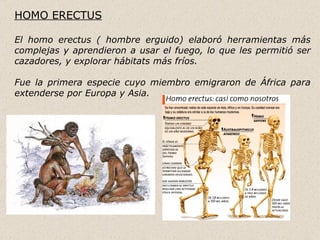 HOMO ERECTUS

El homo erectus ( hombre erguido) elaboró herramientas más
complejas y aprendieron a usar el fuego, lo que les permitió ser
cazadores, y explorar hábitats más fríos.

Fue la primera especie cuyo miembro emigraron de África para
extenderse por Europa y Asia.
 