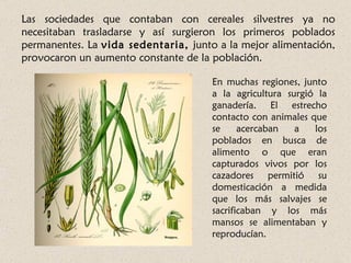 Las sociedades que contaban con cereales silvestres ya no
necesitaban trasladarse y así surgieron los primeros poblados
permanentes. La vida sedentaria, junto a la mejor alimentación,
provocaron un aumento constante de la población.

                                      En muchas regiones, junto
                                      a la agricultura surgió la
                                      ganadería. El estrecho
                                      contacto con animales que
                                      se     acercaban   a   los
                                      poblados en busca de
                                      alimento o que eran
                                      capturados vivos por los
                                      cazadores permitió su
                                      domesticación a medida
                                      que los más salvajes se
                                      sacrificaban y los más
                                      mansos se alimentaban y
                                      reproducían.
 