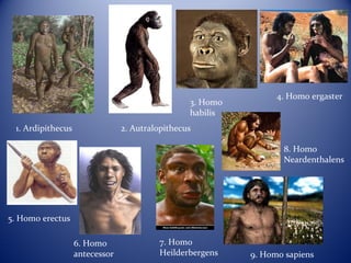 1. Ardipithecus 2. Autralopithecus
6. Homo
antecessor
5. Homo erectus
4. Homo ergaster
3. Homo
habilis
7. Homo
Heilderbergens
8. Homo
Neardenthalens
9. Homo sapiens
 