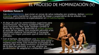 EL PROCESO DE HOMINIZACIÓN (V)
Cambios físicos II
Los austalopitecos, que vivían en zonas de selva rodeadas por praderas, debían caminar
erguidos, pero mantenían la capacidad de trepar y suspenderse de los árboles. Los
homínidos posteriores se especializaron en la marcha bípeda.
• Al dejar de usar las extremidades superiores para
la locomoción, las manos quedaron libres para
otras funciones. Más tarde, también cambió la
forma de la mano: se desarrolló el pulgar opuesto
al resto de los dedos. Esta mutación permitió a los
homínidos elaborar herramientas y manipular
objetos con mayor precisión que el resto de los
primates.
• Con el tiempo, desarrollaron una dentadura poco
especializada, con incisivos y caninos para cortar y
molares para moler. Esta mutación acompañó la
adopción de una dieta omnívora. La diversificación
de la dieta les permitió, a su vez, ampliar las
posibilidades de adaptarse a ambientes diversos.
 