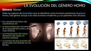 LA EVOLUCIÓN DEL GÉNERO HOMO
Género Homo
Todas las especies de homínidos que se identifican como humanos pertenecen al género
Homo. Este género incluye a los seres humanos modernos y a sus parientes más cercanos.
• Sus características físicas más
características son:
• La hipercefalización (Incremento
de la capacidad del cráneo y de la
masa cerebral),
• La verticalización del cráneo
(Alineación del cráneo y la
columna vertebral)
• La ausencia de pies prensiles (el
primer dedo está alineado con los
demás).
 