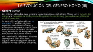 LA EVOLUCIÓN DEL GÉNERO HOMO (III)
Género Homo
Los criterios utilizados, para separar a los australopitecos del género Homo, son el tamaño del
cráneo y la capacidad de los humanos de construir herramientas y guardarlas para utilizarlas
en otro momento.
La evolución del género Homo no
fue lineal. En realidad, algunas
especies coexistieron con otras y
tuvieron un antepasado común, pero
evolucionaron de formas distintas.
Otras, en cambio, se extinguieron sin
evolucionar en especies nuevas.
Así, la evolución del género Homo se
asemejó más bien a un árbol:
algunas ramas divergieron, otras se
cortaron y otras siguieron creciendo.
 