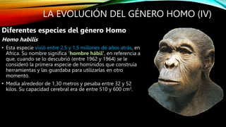 LA EVOLUCIÓN DEL GÉNERO HOMO (IV)
Diferentes especies del género Homo
Homo habilis
• Esta especie vivió entre 2,5 y 1,5 millones de años atrás, en
Africa. Su nombre significa ‘hombre hábil’, en referencia a
que, cuando se lo descubrió (entre 1962 y 1964) se le
consideró la primera especie de homínidos que construía
herramientas y las guardaba para utilizarlas en otro
momento.
• Medía alrededor de 1,30 metros y pesaba entre 32 y 52
kilos. Su capacidad cerebral era de entre 510 y 600 cm3.
 