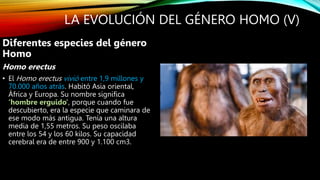 LA EVOLUCIÓN DEL GÉNERO HOMO (V)
Diferentes especies del género
Homo
Homo erectus
• El Homo erectus vivió entre 1,9 millones y
70.000 años atrás. Habitó Asia oriental,
África y Europa. Su nombre significa
‘hombre erguido’, porque cuando fue
descubierto, era la especie que caminara de
ese modo más antigua. Tenía una altura
media de 1,55 metros. Su peso oscilaba
entre los 54 y los 60 kilos. Su capacidad
cerebral era de entre 900 y 1.100 cm3.
 