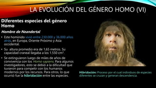 LA EVOLUCIÓN DEL GÉNERO HOMO (VI)
Diferentes especies del género
Homo
Hombre de Neandertal
• Este homínido vivió entre 230.000 y 36.000 años
atrás, en Europa, Oriente Próximo y Asia
occidental.
• Su altura promedio era de 1,65 metros. Su
capacidad craneal llegaba a los 1.550 cm3.
• Se extinguieron luego de miles de años de
convivencia con los Homo sapiens. Para algunos
investigadores, esto se debió a la dificultad que
tuvieron para competir con los humanos
modernos por los recursos. Para otros, lo que
ocurrió fue la hibridación entre las especies.
Hibridación: Proceso por el cual individuos de especies
diferentes se cruzan y generan descendencia.
 