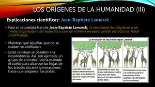 LOS ORÍGENES DE LA HUMANIDAD (III)
• Para el naturalista francés Jean-Baptiste Lamarck, la necesidad de adaptarse a un
medio impulsaba a las especies a usar de manera excesiva ciertas estructuras, hasta
modificarlas.
Explicaciones científicas: Jean-Baptiste Lamarck
• Mientras que aquellas que no se
usaban se atrofiaban.
• Estos cambios se pasaban a la
descendencia. Así, por ejemplo, un
grupo de animales habría estirado
el cuello para alcanzar las hojas de
los árboles durante generaciones,
hasta que surgieron las jirafas.
 