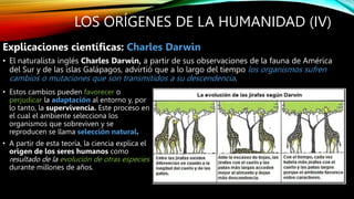 LOS ORÍGENES DE LA HUMANIDAD (IV)
Explicaciones científicas: Charles Darwin
• El naturalista inglés Charles Darwin, a partir de sus observaciones de la fauna de América
del Sur y de las islas Galápagos, advirtió que a lo largo del tiempo los organismos sufren
cambios o mutaciones que son transmitidos a su descendencia.
• Estos cambios pueden favorecer o
perjudicar la adaptación al entorno y, por
lo tanto, la supervivencia. Este proceso en
el cual el ambiente selecciona los
organismos que sobreviven y se
reproducen se llama selección natural.
• A partir de esta teoría, la ciencia explica el
origen de los seres humanos como
resultado de la evolución de otras especies
durante millones de años.
 