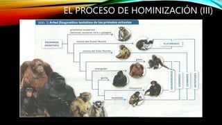 EL PROCESO DE HOMINIZACIÓN (III)
 
