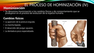 EL PROCESO DE HOMINIZACIÓN (IV)
Cambios físicos
• La aparición de la postura erguida.
• La marcha bípeda.
• El desarrollo del pulgar opuesto.
• La dentadura poco especializada.
Hominización
• Se denomina Hominización a los cambios físicos y de comportamiento que se
produjeron en el proceso de evolución de la especie humana.
 