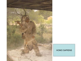 HOMO SAPIENS 