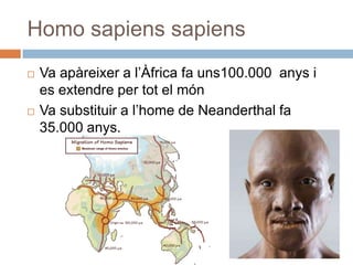 Homo sapiens sapiensVa apàreixer a l’Àfrica fa uns100.000  anys i es extendre per tot el mónVa substituir a l’home de Neanderthal fa 35.000 anys.