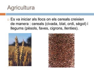 AgriculturaEs va iniciar alsllocsonelscerealscreixien de manera : cereals (civada, blat, ordi, sègol) i llegums (pèsols, faves, cigrons, llenties).