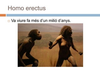 Homo erectusVa viure fa mésd’unmiliód’anys.