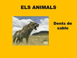 ELS ANIMALS Dents de sable 