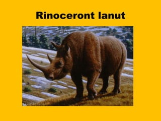 Rinoceront lanut 