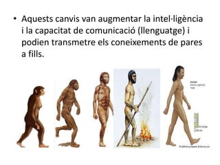 • Aquests canvis van augmentar la intel·ligència
  i la capacitat de comunicació (llenguatge) i
  podien transmetre els coneixements de pares
  a fills.
 
