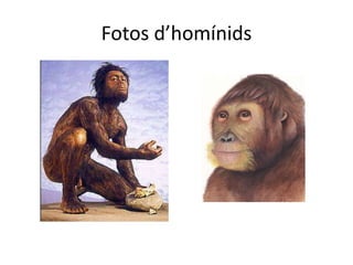 Fotos d’homínids
 