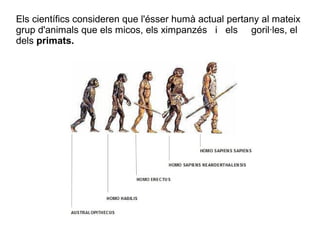Els científics consideren que l'ésser humà actual pertany al mateix
grup d'animals que els micos, els ximpanzés i els goril·les, el
dels primats.
 