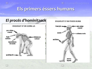 El procés d’hominització
• Els canvis que van convertir els primats en éssers humans van
ser lents i complicats:
1. Posició vertical i marxa bípeda (homo erectus).
2. Desenvolupament del cervell.
3. Alliberament de les mans.
4. Disminució de la mida de les mandíbules i de les dents.
5. Aparició del llenguatge.
Els primers éssers humans
 