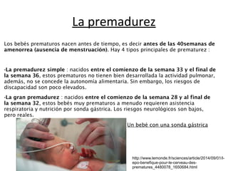 La premadurez 
Los bebés prematuros nacen antes de tiempo, es decir antes de las 40semanas de 
amenorrea (ausencia de menstruación). Hay 4 tipos principales de prematurez : 
-La premadurez simple : nacidos entre el comienzo de la semana 33 y el final de 
la semana 36, estos prematuros no tienen bien desarrollada la actividad pulmonar, 
además, no se concede la autonomía alimentaria. Sin embargo, los riesgos de 
discapacidad son poco elevados. 
-La gran premadurez : nacidos entre el comienzo de la semana 28 y al final de 
la semana 32, estos bebés muy prematuros a menudo requieren asistencia 
respiratoria y nutrición por sonda gástrica. Los riesgos neurológicos son bajos, 
pero reales. 
Un bebé con una sonda gástrica 
http://www.lemonde.fr/sciences/article/2014/09/01/l-epo- 
benefique-pour-le-cerveau-des-prematures_ 
4480078_1650684.html 
 