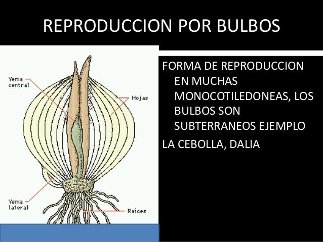 La reproduccion vegetativa