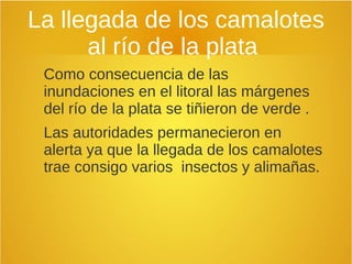 La llegada de los camalotes
al río de la plata
Como consecuencia de las
inundaciones en el litoral las márgenes
del río de la plata se tiñieron de verde .
Las autoridades permanecieron en
alerta ya que la llegada de los camalotes
trae consigo varios insectos y alimañas.
 