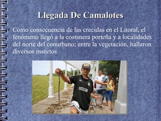 Llegada De CamalotesLlegada De CamalotesLlegada De CamalotesLlegada De Camalotes
● Como consecuencia de las crecidas en el Litoral, el
fenómeno llegó a la costanera porteña y a localidades
del norte del conurbano; entre la vegetación, hallaron
diversos insectos
 