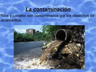 La contaminación
Ríos y canales son contaminados por los desechos de
alcantarillas.
 