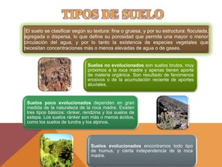 El suelo se clasificar según su textura: fina o gruesa, y por su estructura: floculada,
agregada o dispersa, lo que define su porosidad que permite una mayor o menor
circulación del agua, y por lo tanto la existencia de especies vegetales que
necesitan concentraciones más o menos elevadas de agua o de gases.
Suelos no evolucionados son suelos brutos, muy
próximos a la roca madre y apenas tienen aporte
de materia orgánica. Son resultado de fenómenos
erosivos o de la acumulación reciente de aportes
aluviales.
Suelos poco evolucionados dependen en gran
medida de la naturaleza de la roca madre. Existen
tres tipos básicos: ránker, rendzina y los suelos de
estepa. Los suelos ránker son más o menos ácidos,
como los suelos de tundra y los alpinos.
Suelos evolucionados encontramos todo tipo
de humus, y cierta independencia de la roca
madre.
 