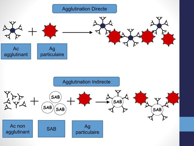 Anticorps Anti Ssm : Ac anti Sm (antigène de Smith) – BXSRTK