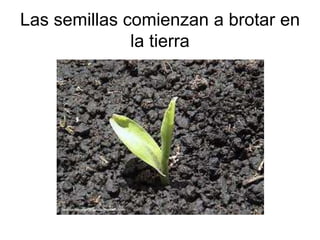 Las semillas comienzan a brotar en
la tierra
 