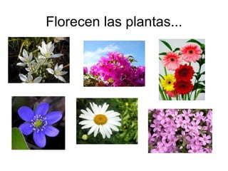 Florecen las plantas...
 