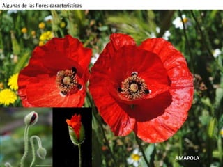Algunas de las flores características
AMAPOLA
