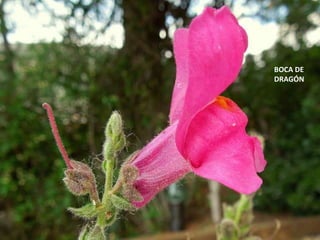BOCA DE
DRAGÓN