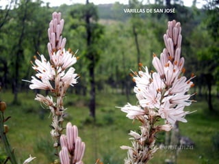VARILLAS DE SAN JOSÉ