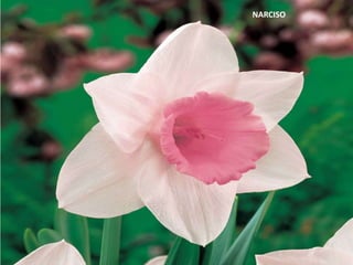 NARCISO
