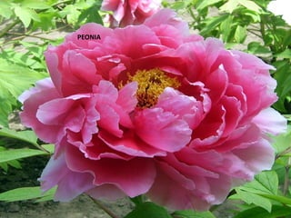 PEONIA