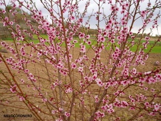 MELOCOTONERO