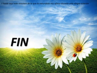 Y hasta aquí este resumen de lo que la naturaleza nos ofrece durante esta alegre estación
FIN